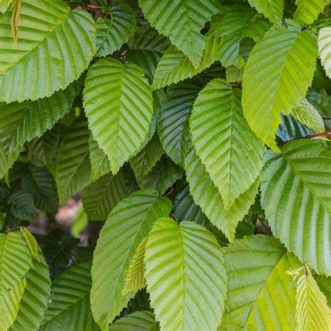 Hornbeam Bare Root – Carpinus betulus – Everglades Nurseries