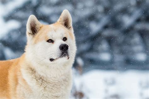 I Will Wait For You: The Story Of Hachiko