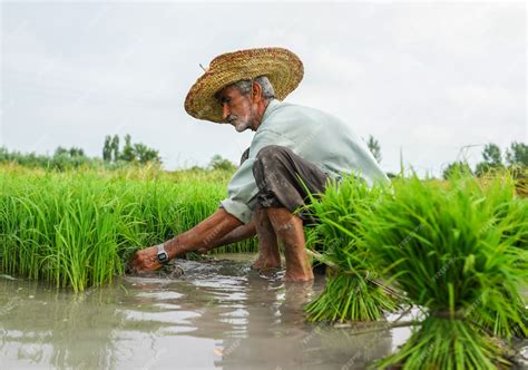 Premium Photo | Old farmer working on rice plantation