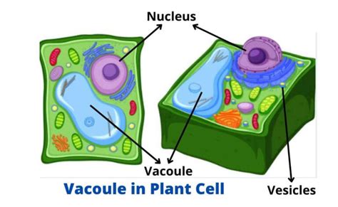 Vacuoles and Vesicles - Definition, Structure, and Functions