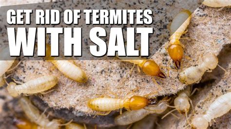 How To Get Rid of Termites With Salt Permanently # ...