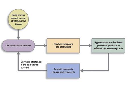 Homeostasis and Feedback Loops | Anatomy and Physiology I