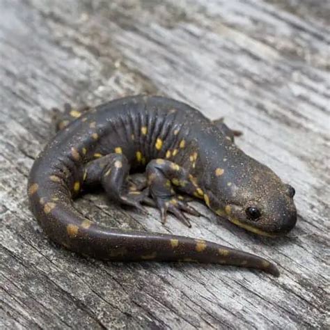 List of Salamander Species in Arizona (ID + Pics) - Pond Informer