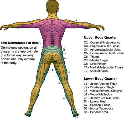 Dermatome Map Backposterior Dermatome Map Qxmd 2 - Printable Lab