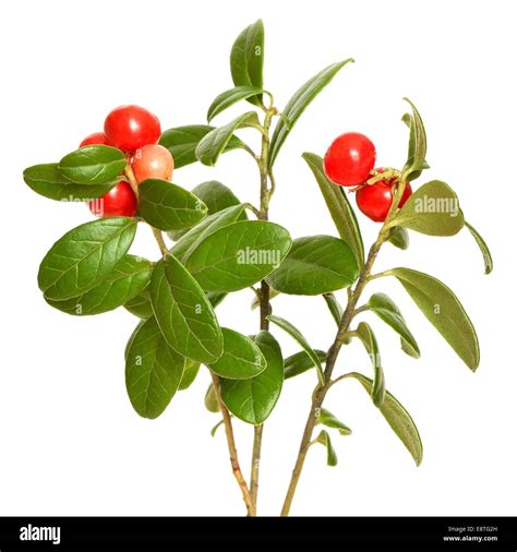 Cowberry (Vaccinium vitis idaea) plant isolated on white background ...