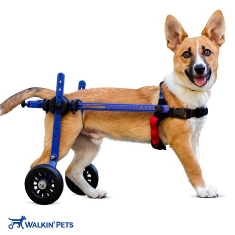 Discount Pet Products | Walkin' Pets