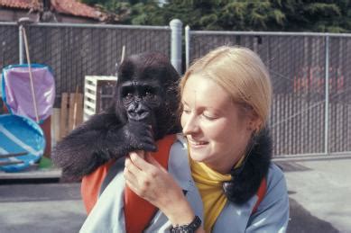 Koko, gorilla famed for using sign language and crying over kitten ...