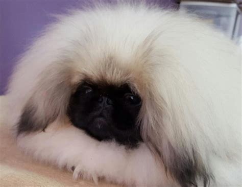 HOME - Pekingese Club of America