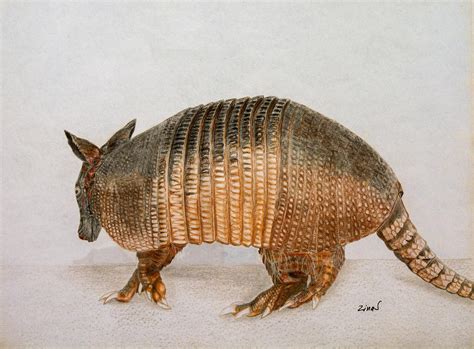 Armadillo Drawing by Zina Stromberg - Fine Art America