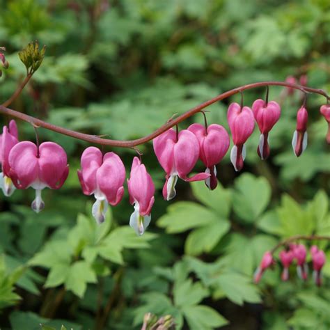 Dicentra (Lamprocapnos) spectabilis - Midwest Groundcovers, LLC