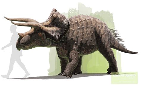 Triceratops | Fossil Wiki | Fandom