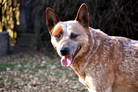 What Breeds Make Up A Australian Cattle Dog