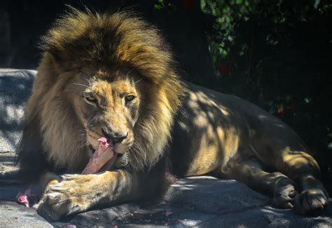 Lion at San Diego Zoo - San Diego CA | Lion at San Diego Zoo… | Flickr