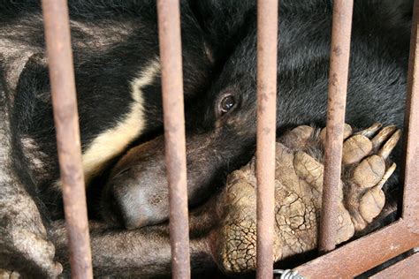 Moon bear Chengdu Truth on a bear bile farm | This moon bear… | Flickr