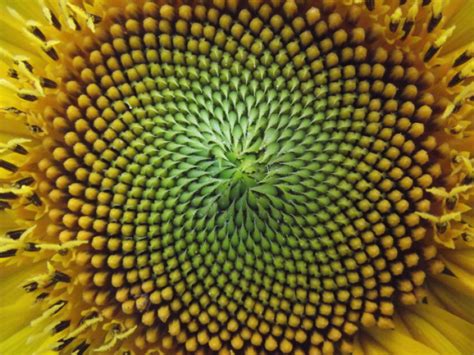 Mother Nature's Favorite Number Sequence - The Fibonacci