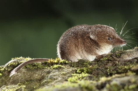 The curious life of a shrew - People's Trust for Endangered Species