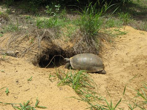 File:Gopher tortoise entering burrow.JPG - Wikipedia