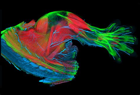 Embryogenesis: Cell Press