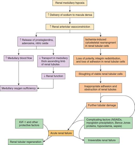 Chronic Kidney Disease Pathophysiology