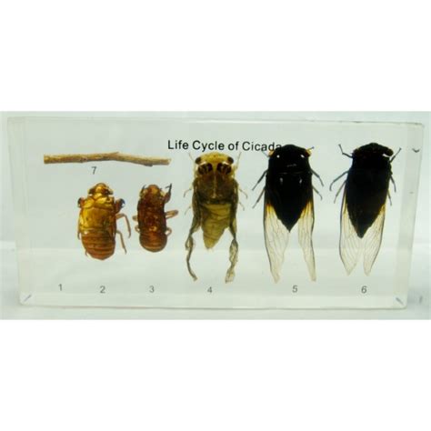 Life Cycle of the Cicada | nātür – Museum quality insects, butterflies ...