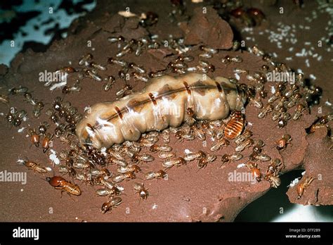 Termite colony Stock Photo: 66714013 - Alamy