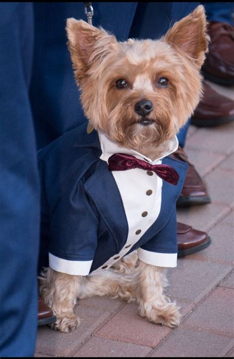 Navy blue dog tuxedo with burgundy bow tie Dog wedding attire | Etsy