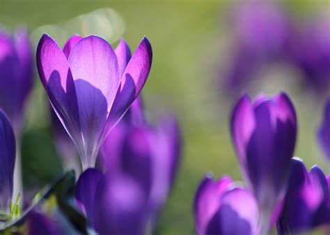 1024x768 wallpaper | purple crocus | Peakpx