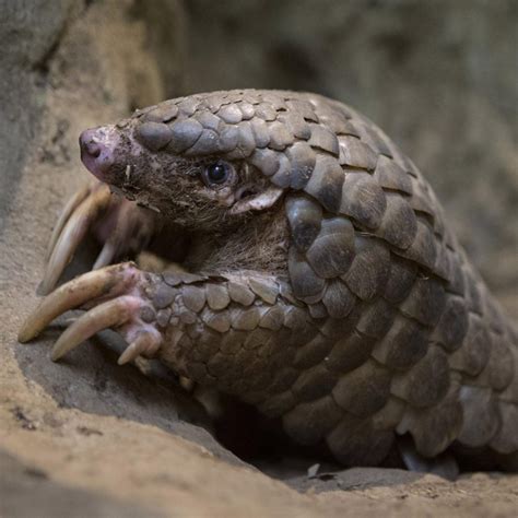 Chinese Pangolin – Endangered Wildlife