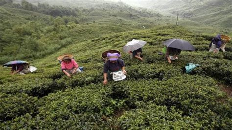 Kangra Tea from Himachal Pradesh gets European Geographical Indication tag