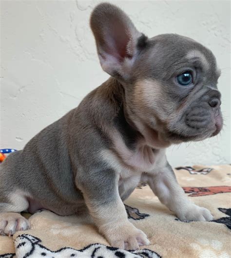 El Capitan Frenchies - Puppies For Sale