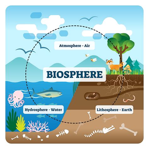 Which Animals Live in the Hydrosphere and Lithosphere