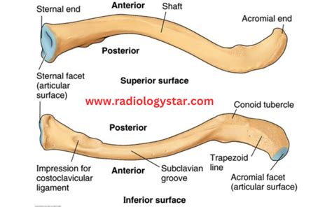 Clavicle Acromial End