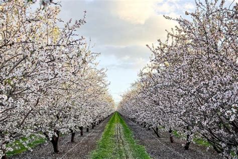 Thousands Of Almond Blossoms Are In Bloom Just An Hour From SF