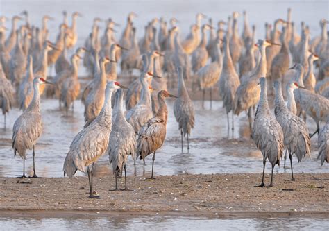 Sandhill Crane Migration | Sandhill Cranes in the Platte Riv… | Flickr