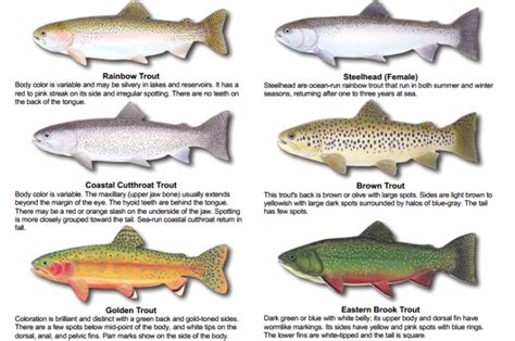 A Complete Guide to Trout Fishing (Gear, Tips, and More) - SkyAboveUs