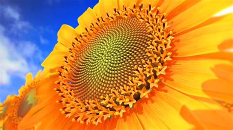 GOLDEN SPIRALS, FIBONACCI NUMBERS, SO SPECTACULAR IN NATURE - ANOTHER ...