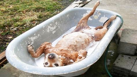 Funny Dog Bathing Compilation - YouTube