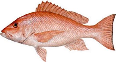 Edible Fish in Tirupattur, Tamil Nadu, India - J.B.S. FISH WHOLESALERS