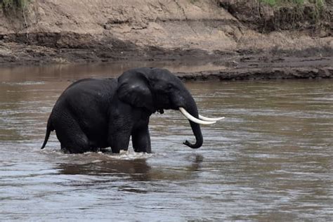 Elephant Maasai Mara - Julie Ahlstrom Photography