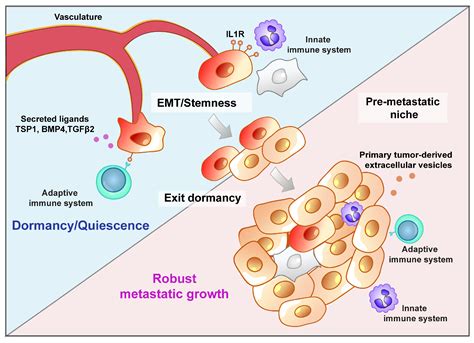 Stages Of Tumor Development And Mechanism Of Metastasis Download