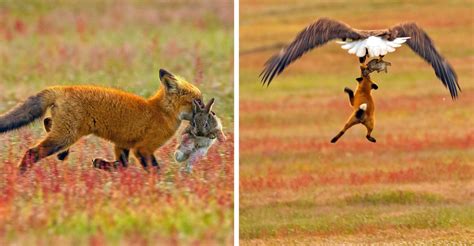 Eagle snatches fox holding rabbit in mouth in dramatic images