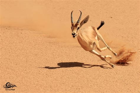 Gazelle Running for its Life by Hamza Filali - Photo 42906710 / 500px