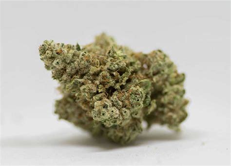 GG4 Seeds Autoflower - Available Now