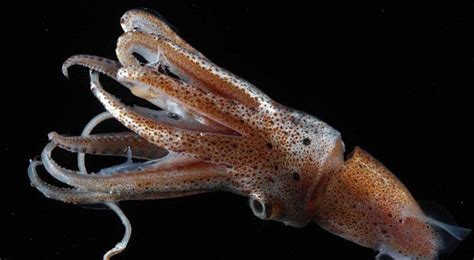 SQUID in its natural habitat. | Bizarre animals, Animals, Giant animals