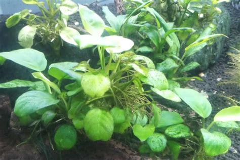 10 Types Of Anubias Aquarium Plants | Houseplant Alley