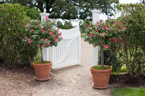 Winter Protection for Roses in Containers