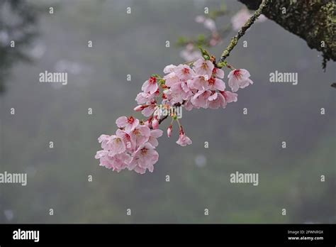 Cherry blossoms in full bloom.Train, cherry blossom, tree, cloud ...