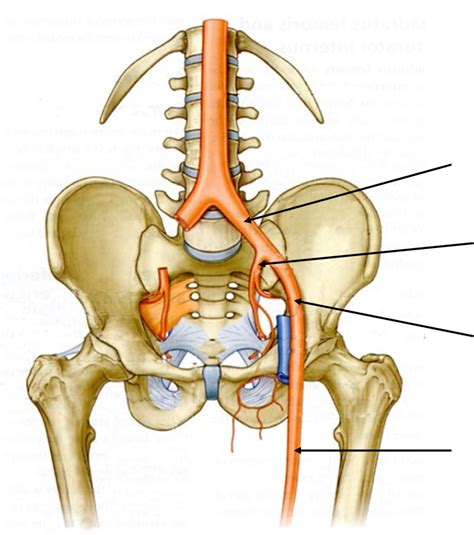 Week 2 (Blood Supply of Thigh) Diagram | Quizlet