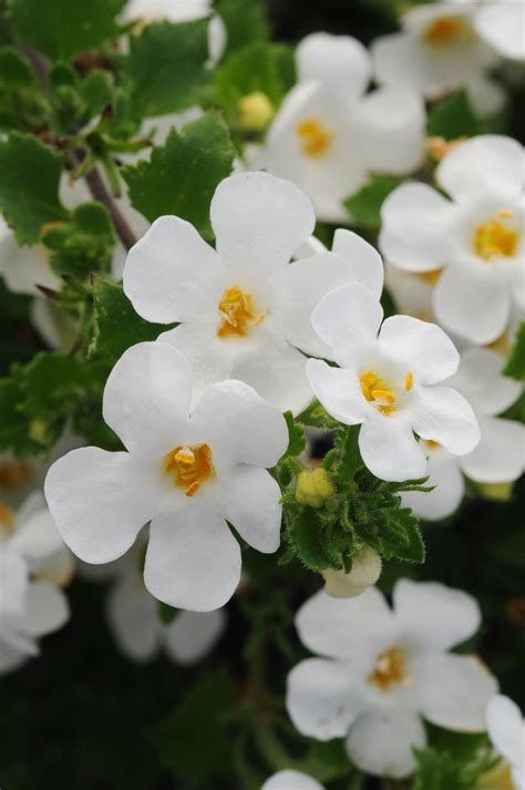 Bacopa Sutera 'Gullivar White' | Scopia™ Bacopa | Kings Garden Center