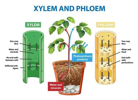 Free Vector | Diagram showing xylem and phloem of plant | Biology ...